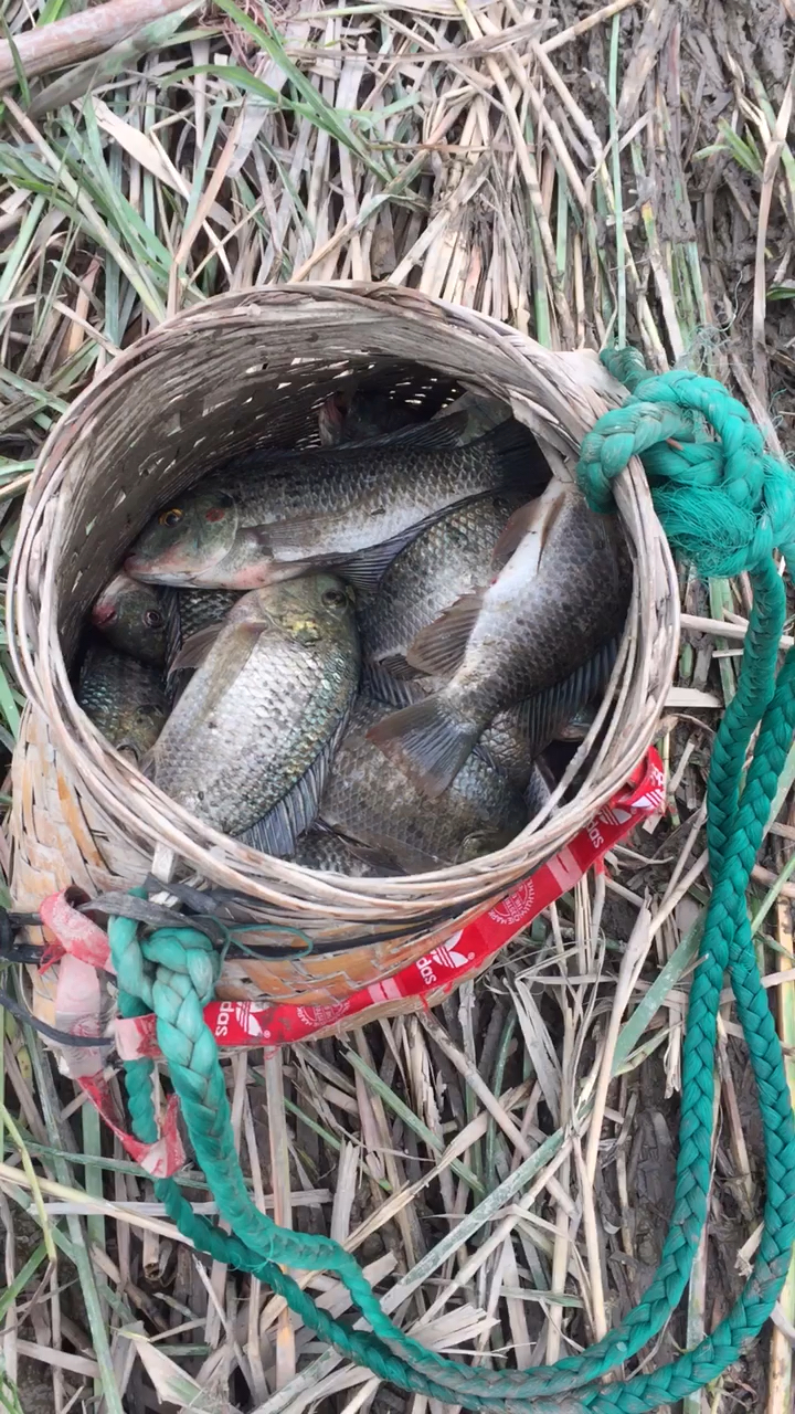 涨水扳了一筐鱼