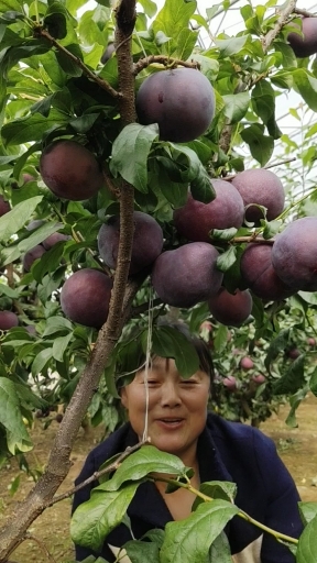 农民自家苗木#亩产万斤的李子!