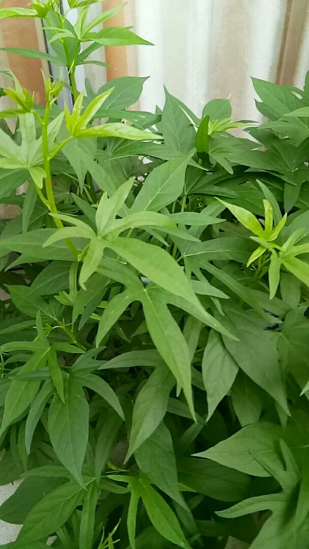 城里人阳台上郁郁葱葱的番薯藤盆景,既可观赏又可做菜