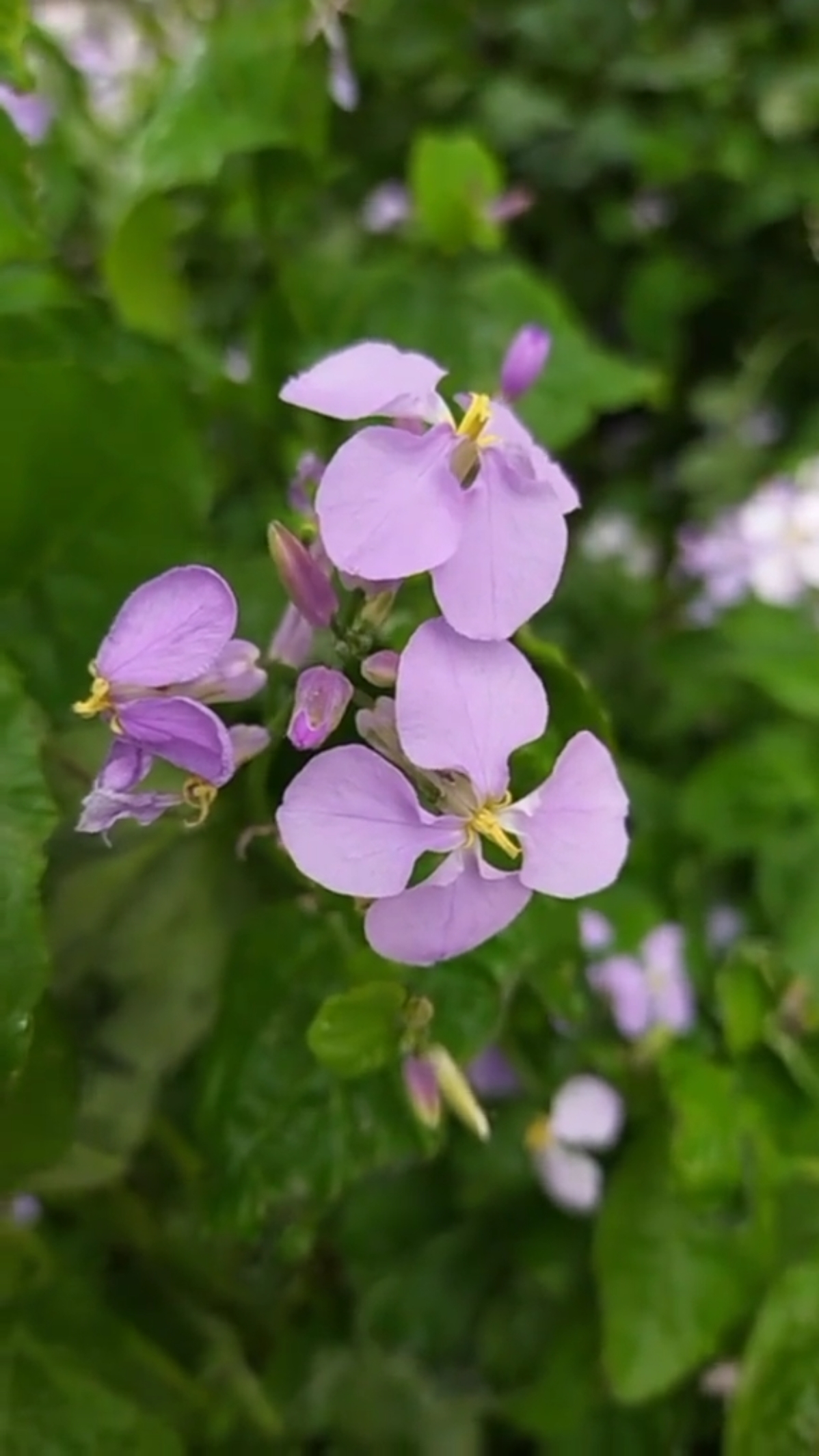 春光美#诸葛菜花