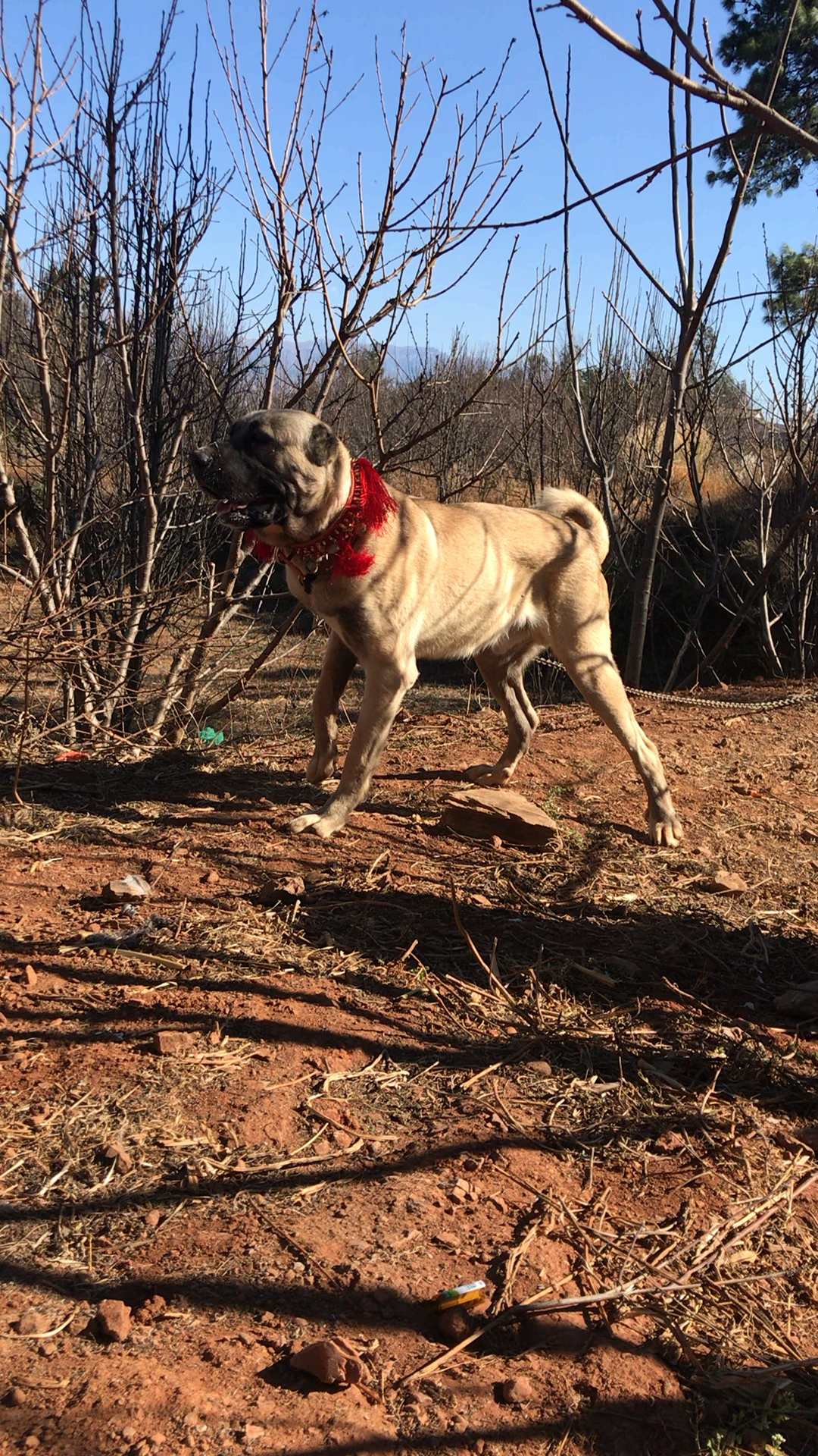 土耳其国宝犬—坎高犬—青年种公【奥斯曼】