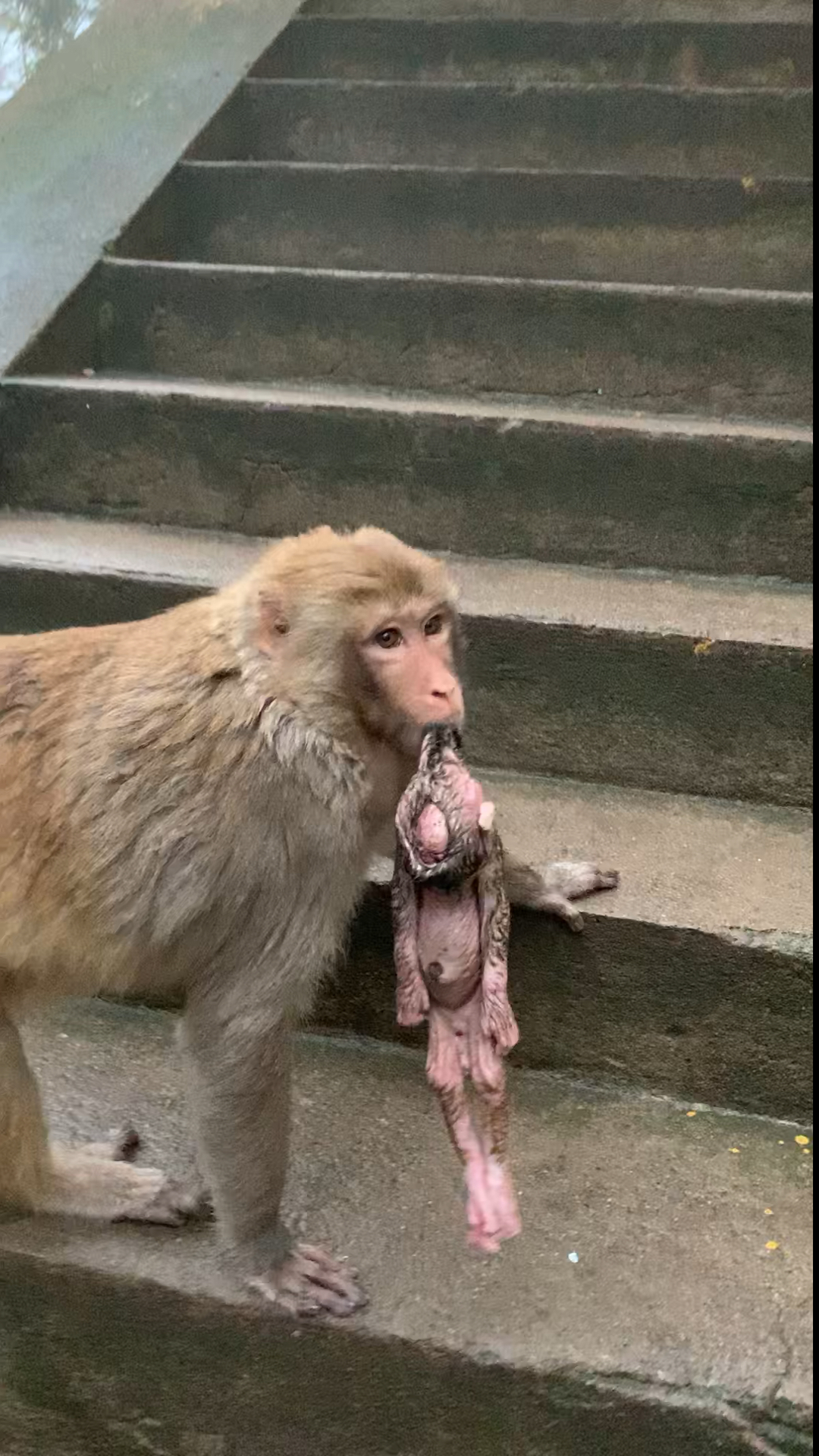 带上全民去旅行#猴宝宝刚出生不久