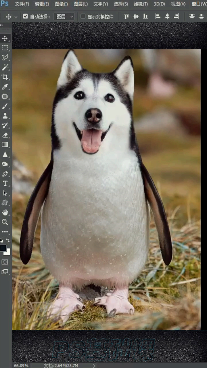 企鹅的身体哈士奇的头