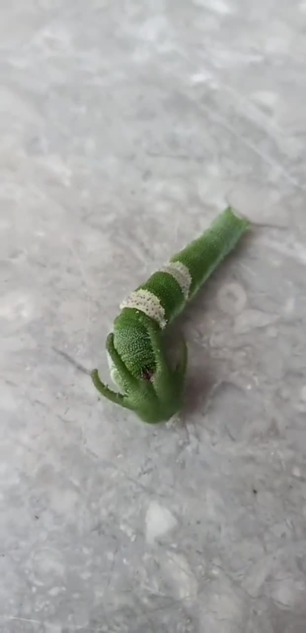 这是什么"神兽"的幼虫头上4个角