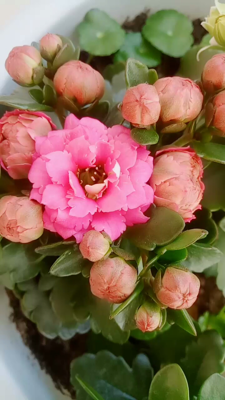 巴黎春天长寿花的吉他!