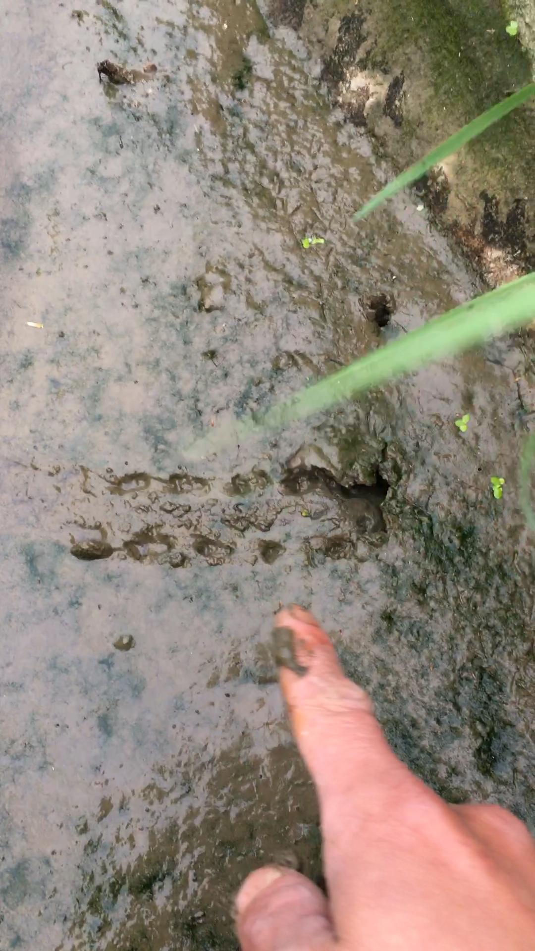 脚印这么清楚怎么会没有甲鱼跑哪去了