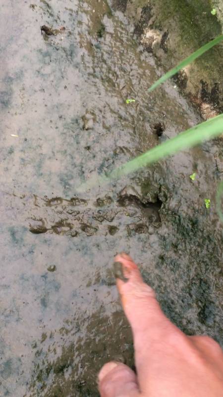 脚印这么清楚怎么会没有甲鱼跑哪去了