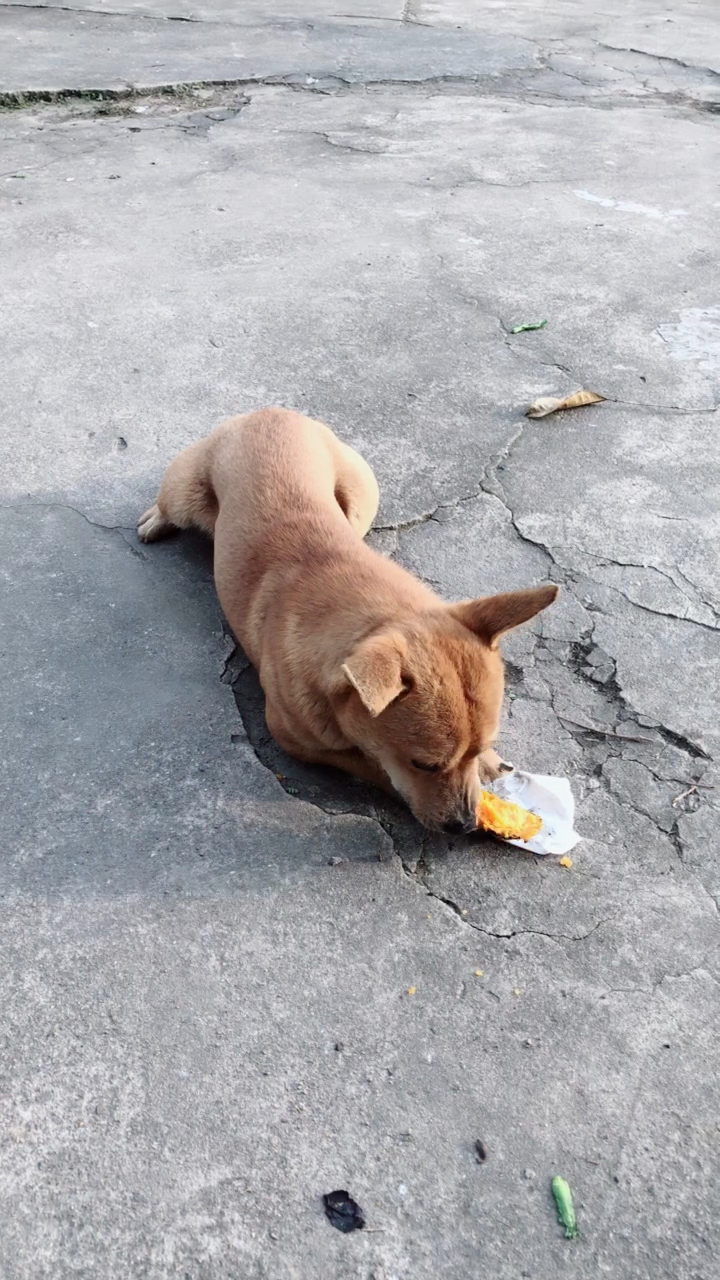 一只吃红薯的狗狗