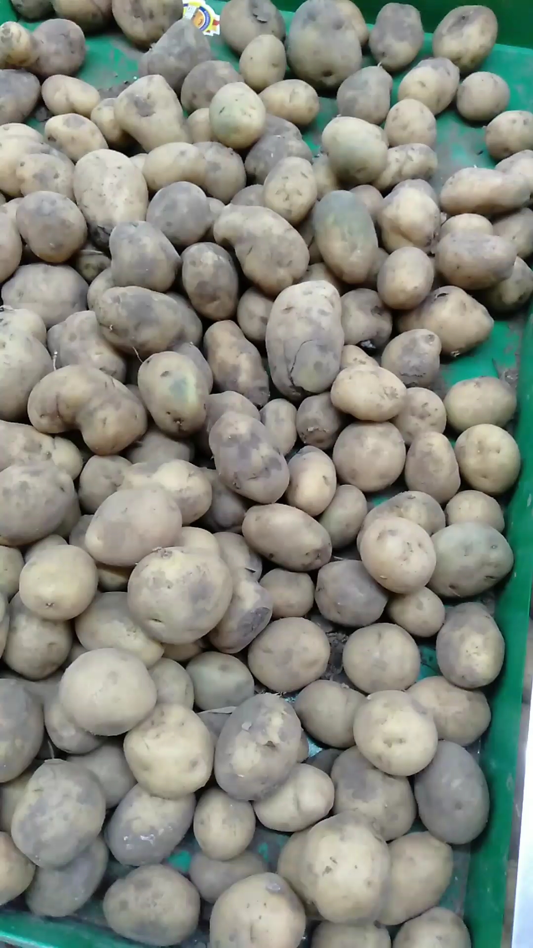 现在的商家看看这土豆都这么小,还发绿了,标价2元,大家说值吗?