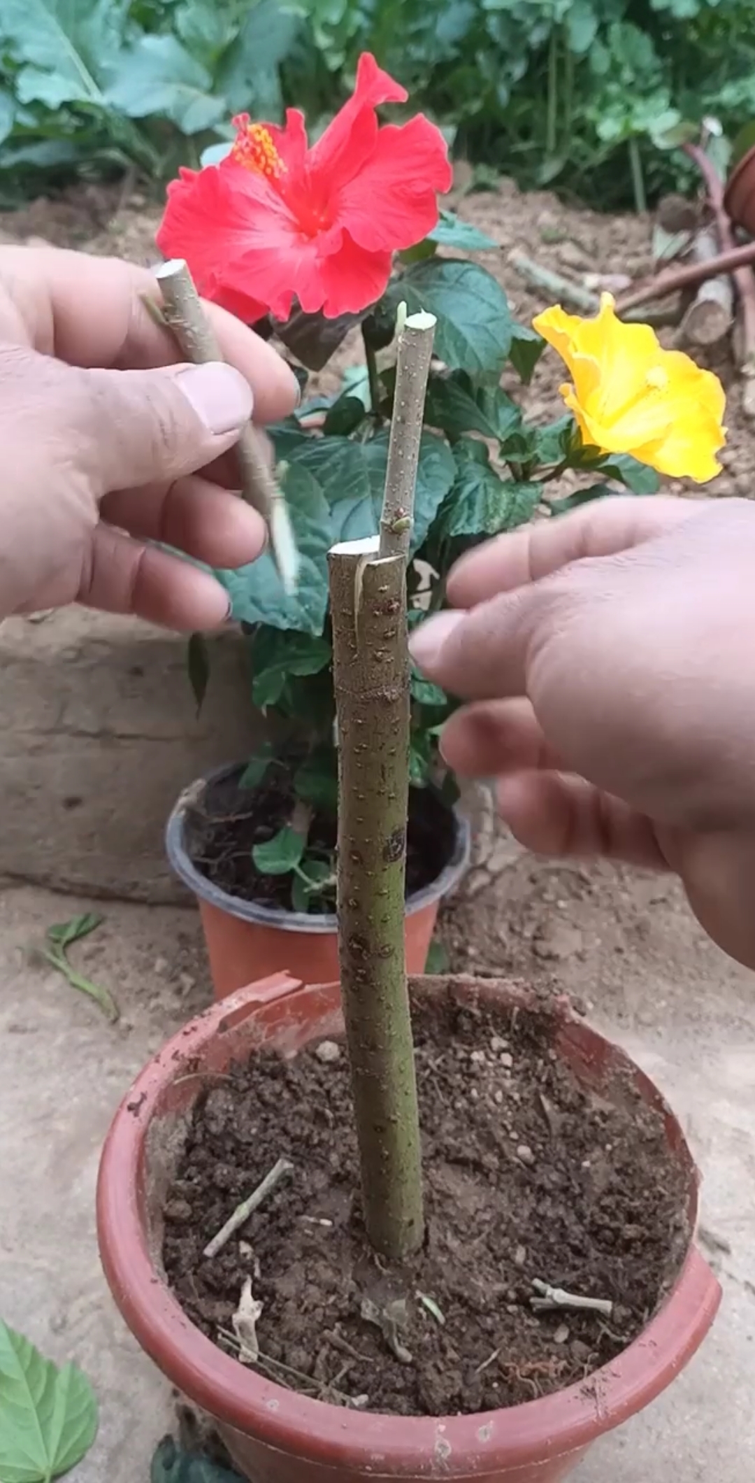 劳动最光荣#嫁接双色木槿花,嫁接技术世界第一