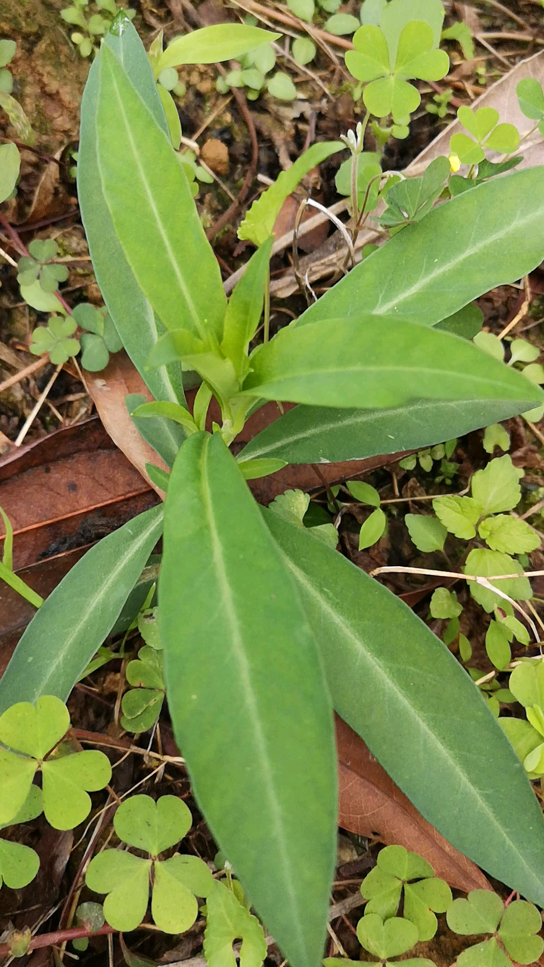 农村野菜野草#这野生珍珠菜是不是?你见过吗?