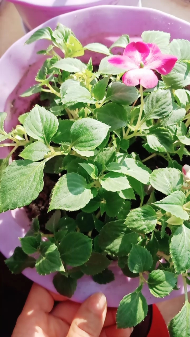 喜欢养花,有生命的气息 单片的水季草花