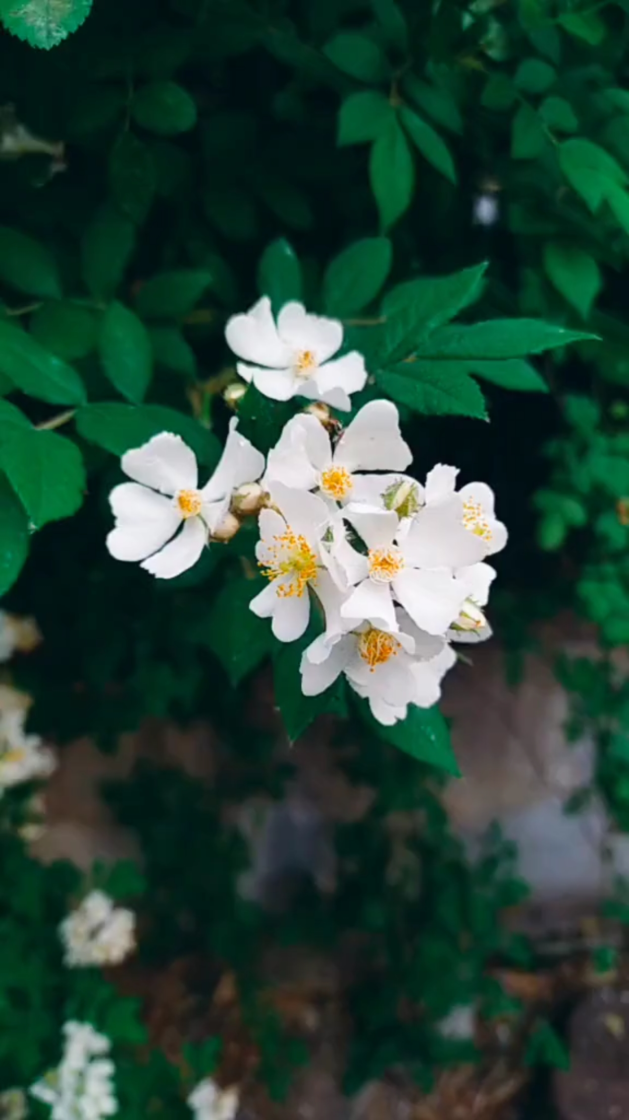 我的小花园#山木香