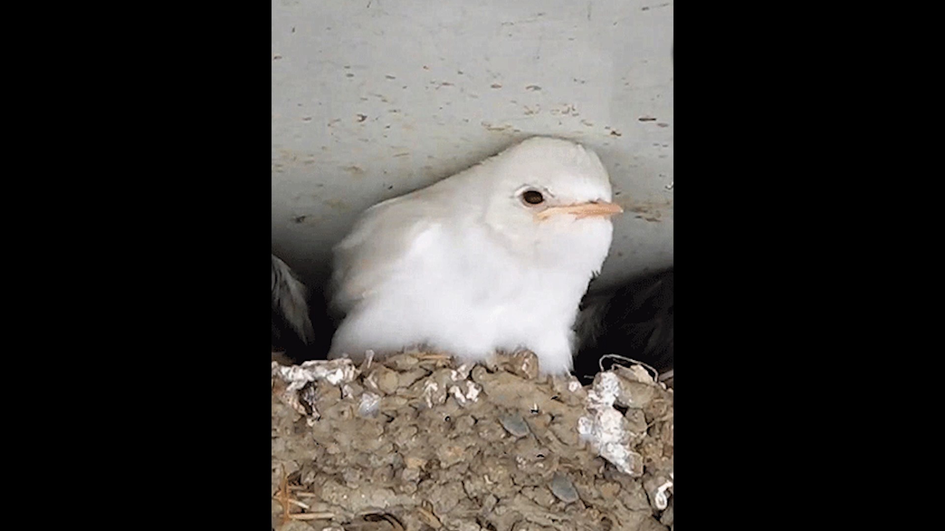 奇闻异事#百年不遇的白色燕子,见者有喜,你见过没?