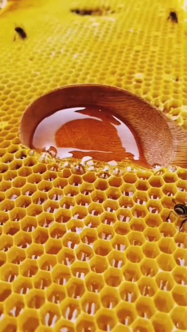 超新鲜蜂蜜人跟蜜蜂抢蜜吃