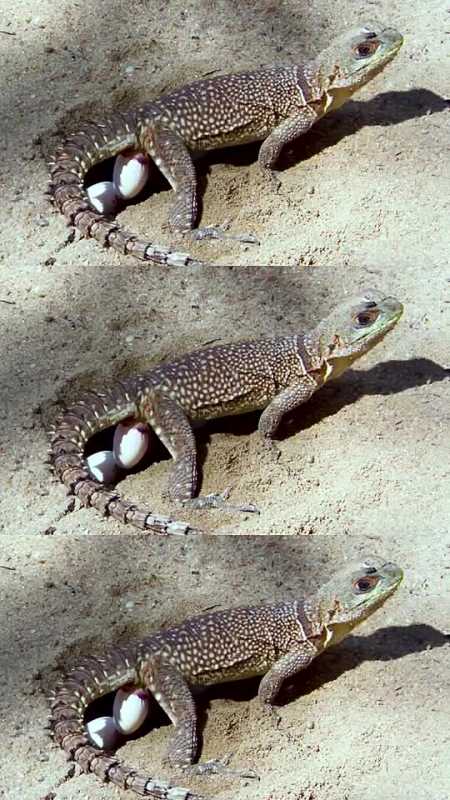 动物世界蜥蜴妈妈眼睁睁的看着毒蛇吞下自己的蛋,却无能为力,有时生活