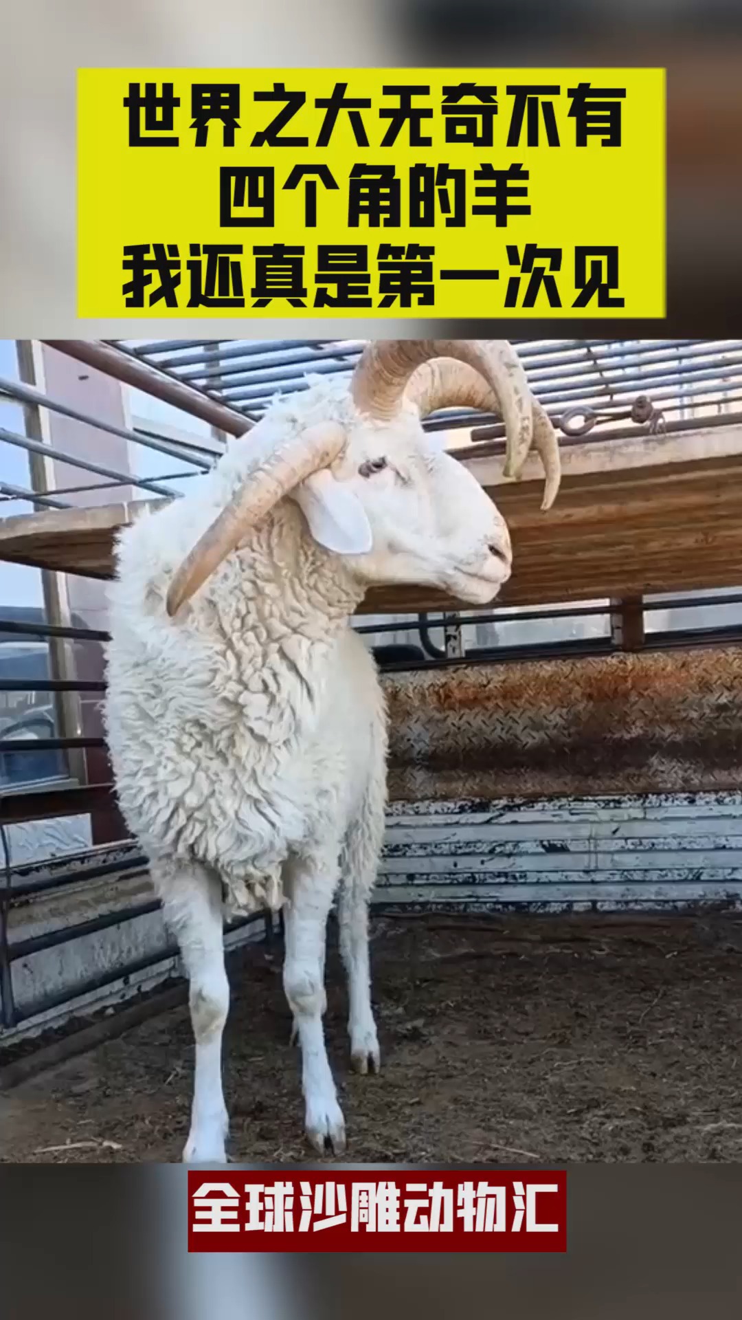 世界之大无奇不有,四个角的羊,我还真是第一次见!