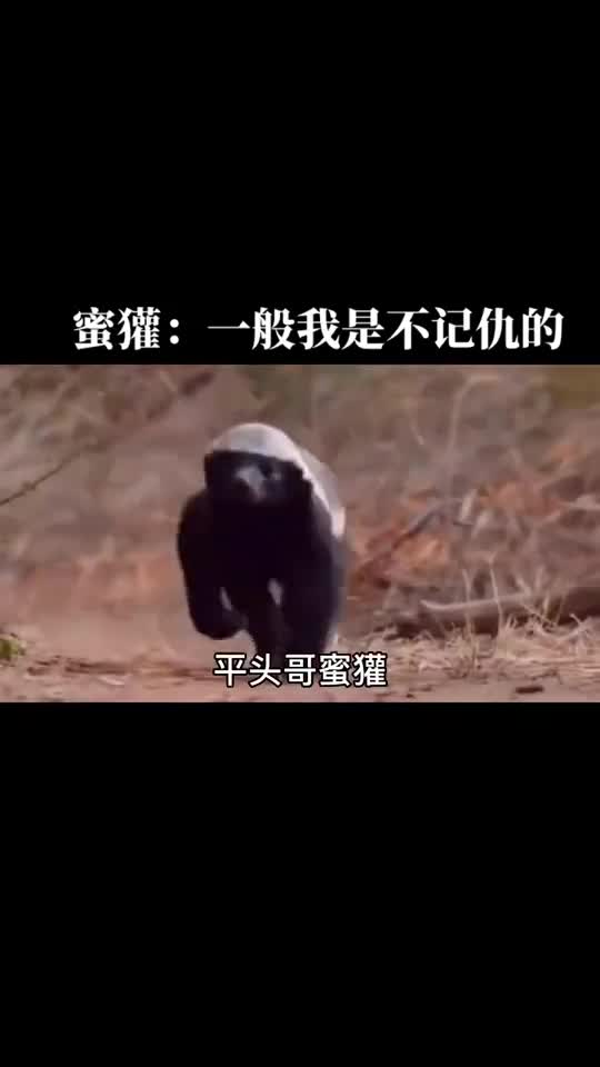 动物世界平头锅生死看淡不服就干狮子鬣狗花豹等它脑子有病