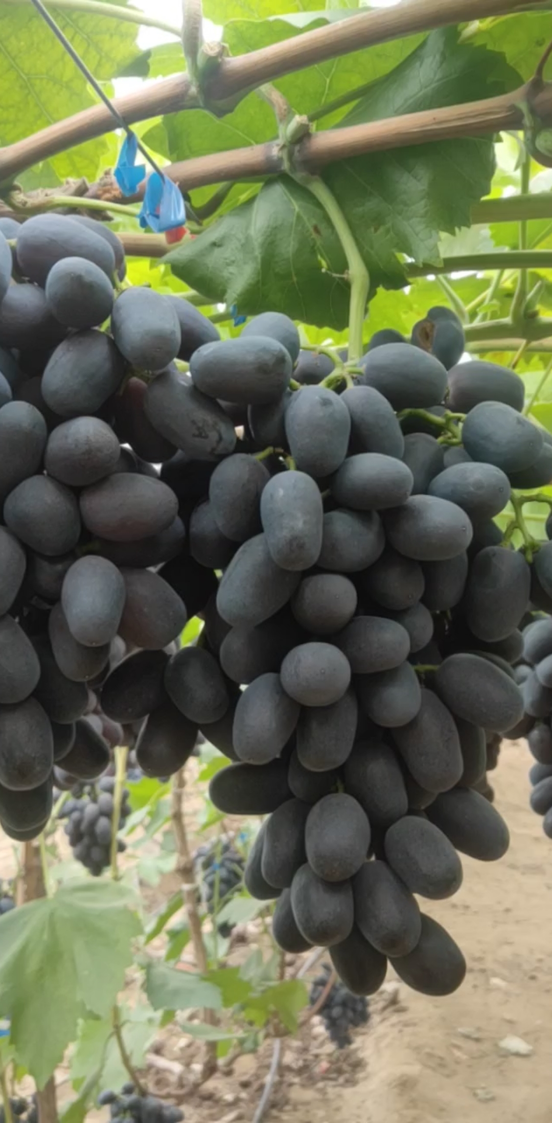 纯黑色黑美人葡萄