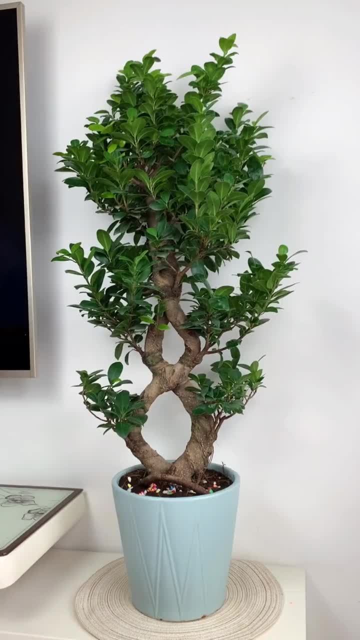 金钱榕寓意荣华富贵,财源滚滚,养一颗,一年连连好运盆栽花卉绿植