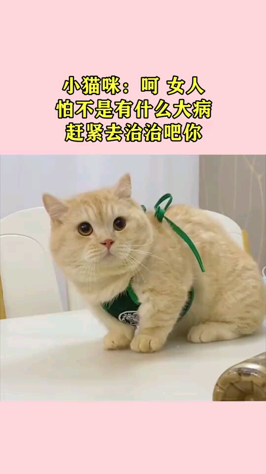 小猫咪:呵女人!怕不是有什么大病,赶紧去治治吧你!