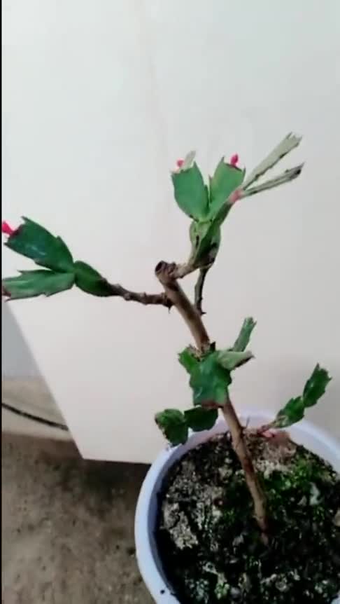 蟹爪兰嫁接玉树已经成活大家来看看长得漂亮不