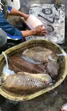 赶海捉海鲜#特大墨鱼,大叔正在处理,有没有想要吃的?