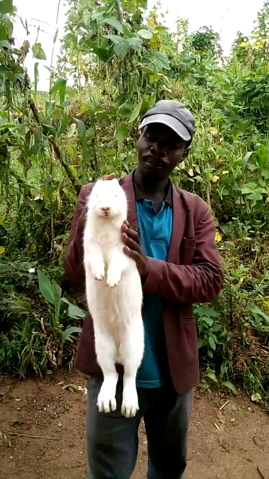 非洲兔子怎么是白的?不应该是黑的吗?