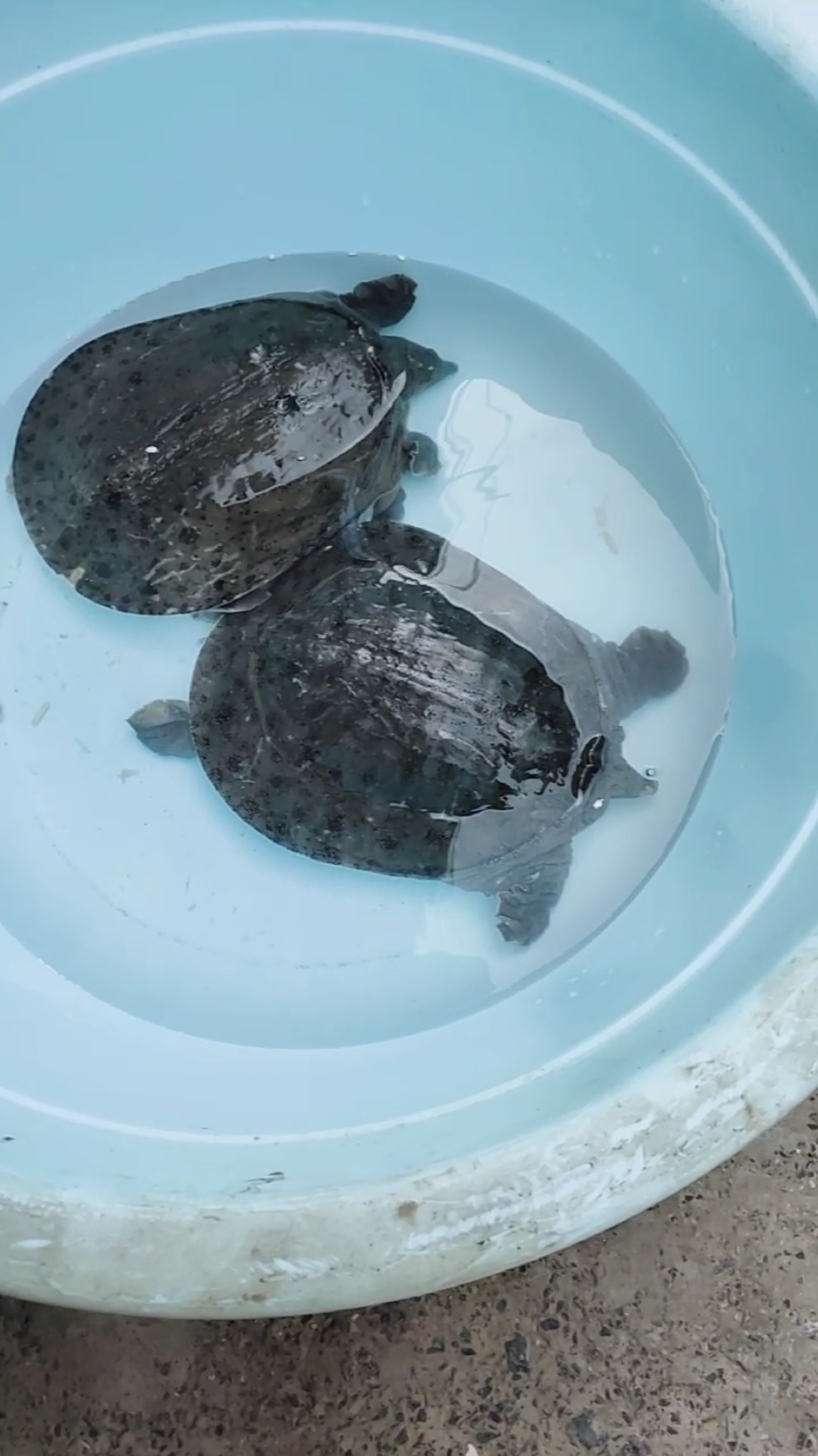 抓了两只甲鱼,养着吧