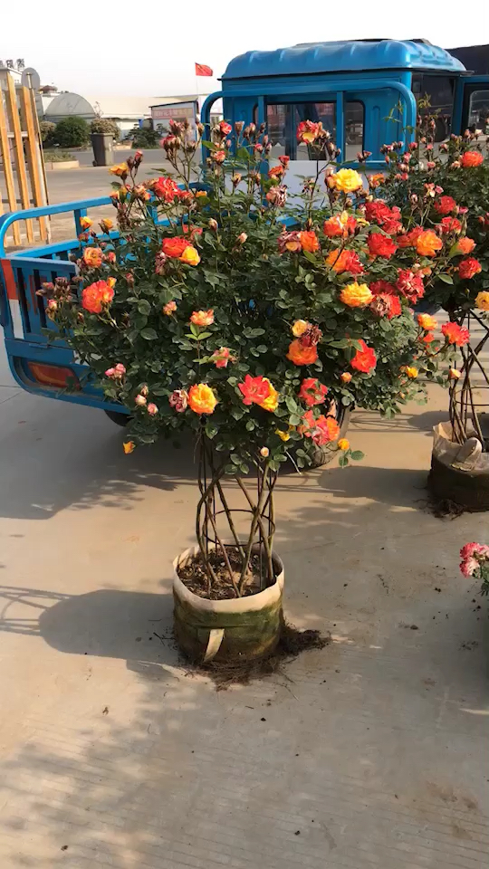 变色龙月季开花长达120多天喜欢的关注