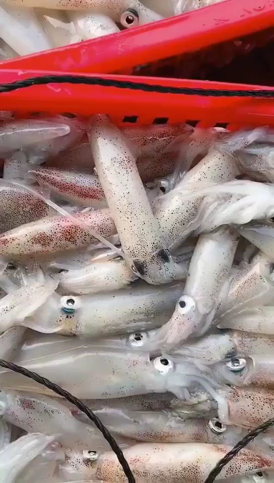 每天都有新鲜的东山小管