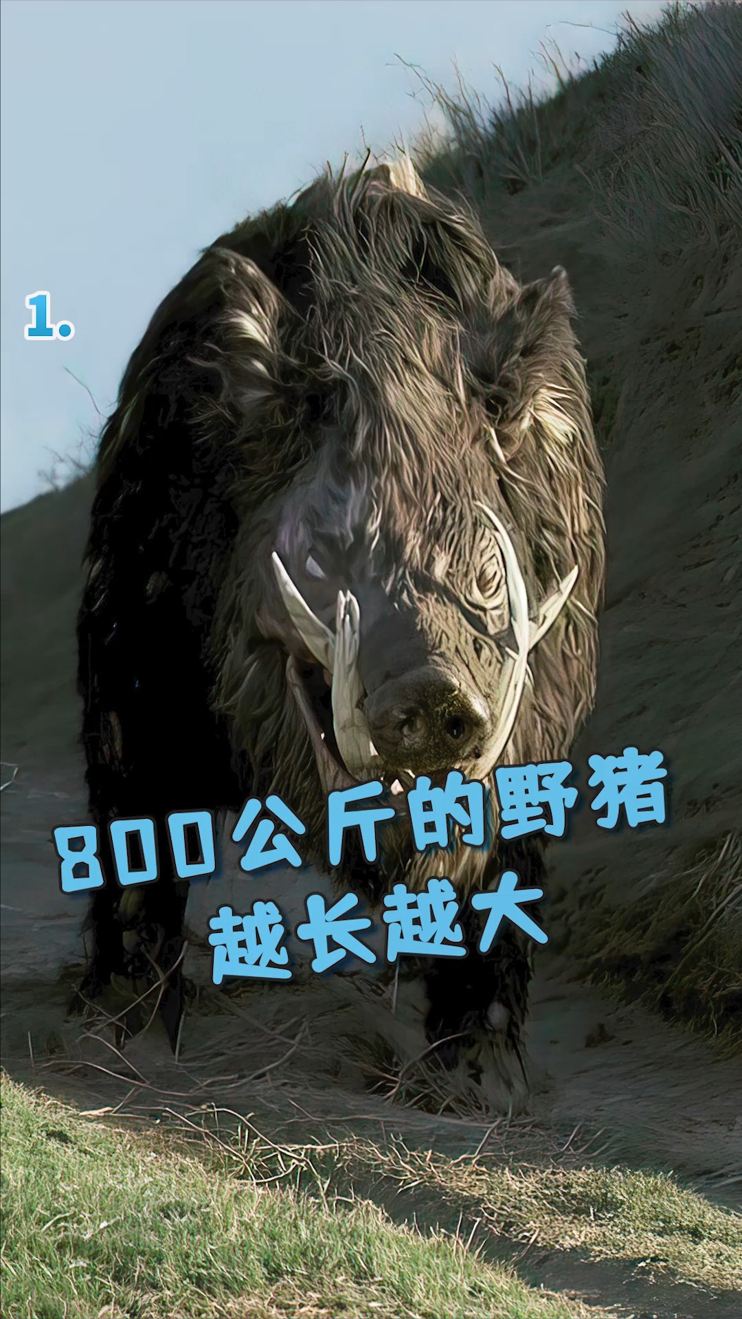 #电影解说#重达800公斤的野猪,越长越大《第一集》-度小视