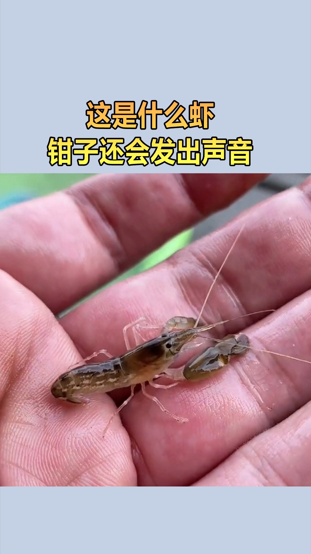 我要上热门#这是什么虾,钳子还会发出声音!