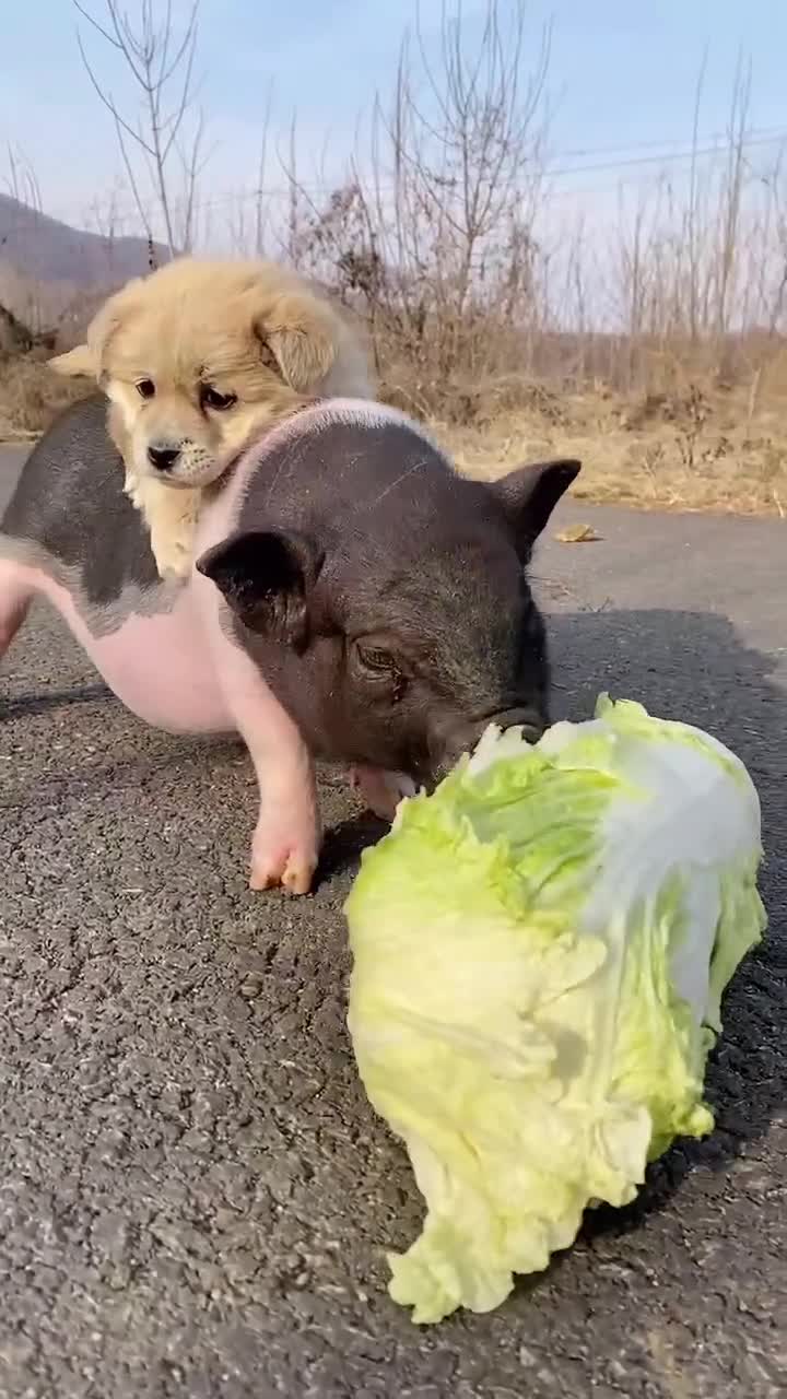 好好的小白菜又让小猪猪给拱了