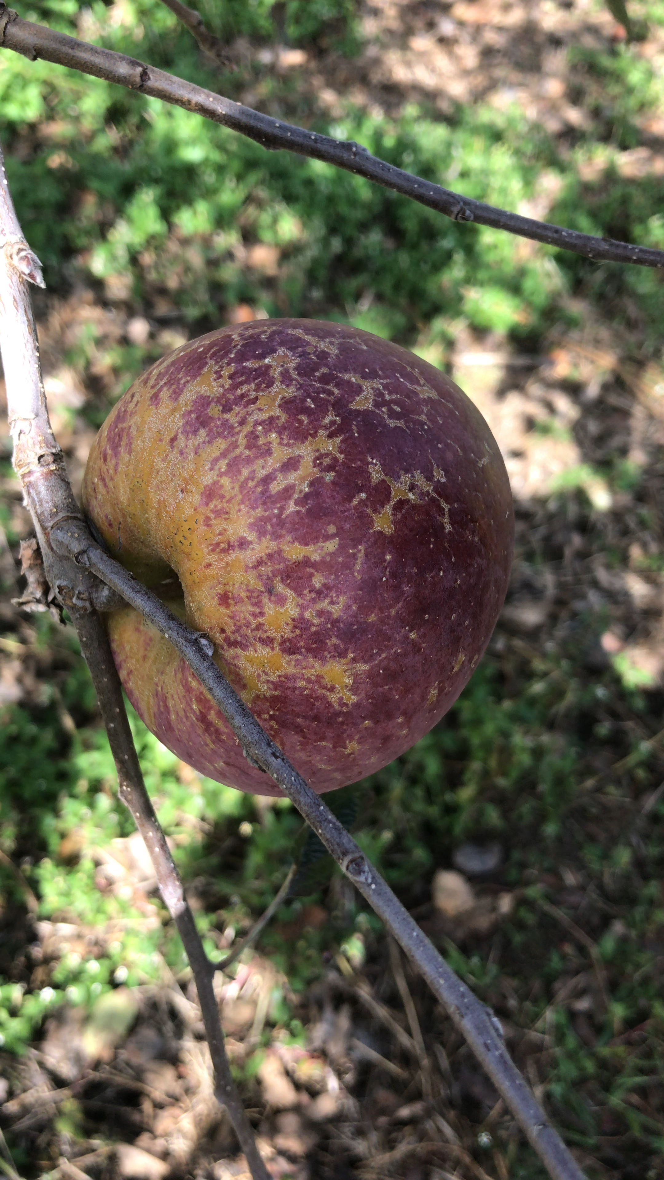 世界上最丑的苹果大家有没有见过,见过的双击关注评论出来吧!