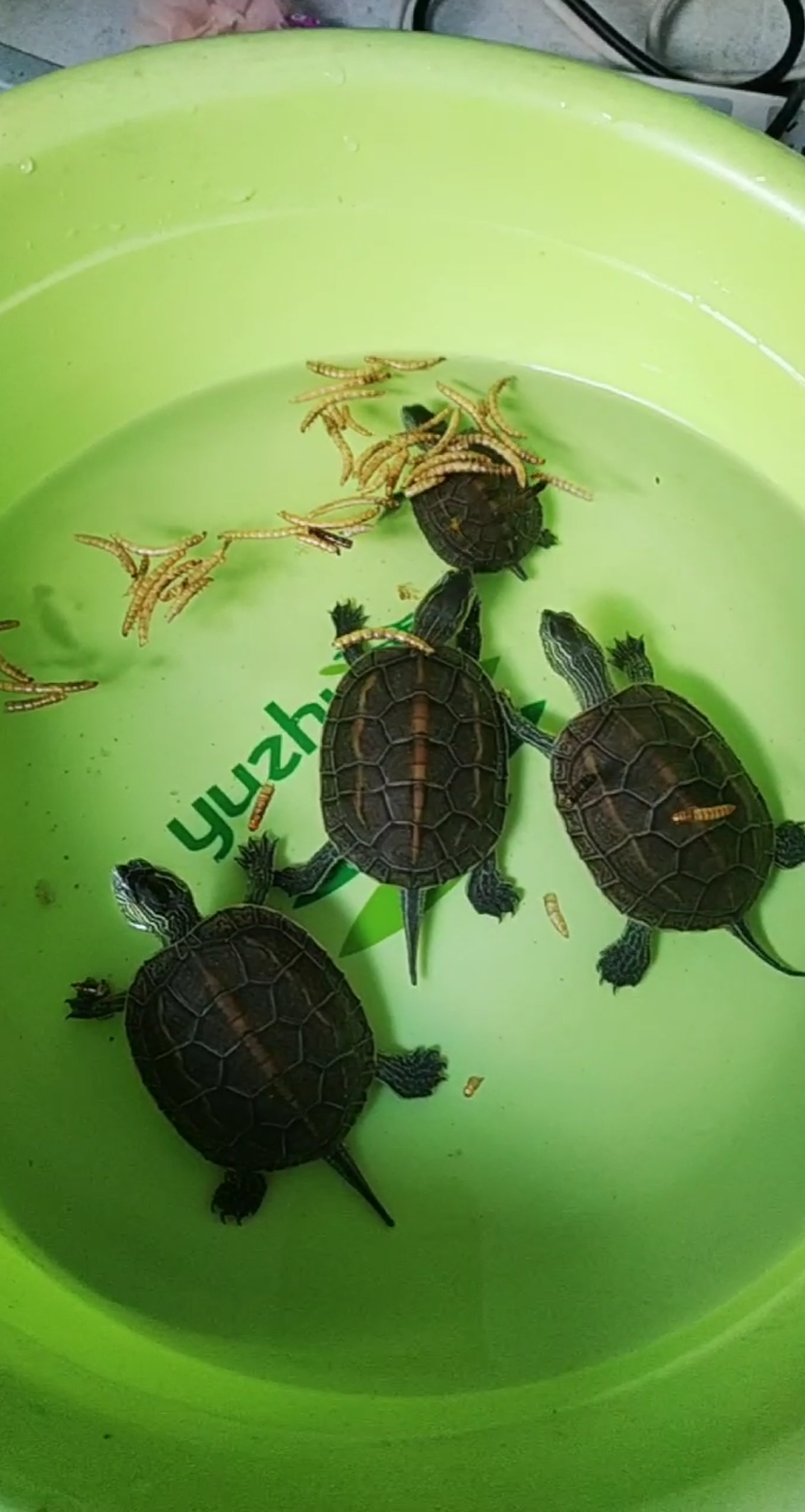 乌龟#乌龟中极为稀少珍贵的僵苗龟,都来看看-度小视