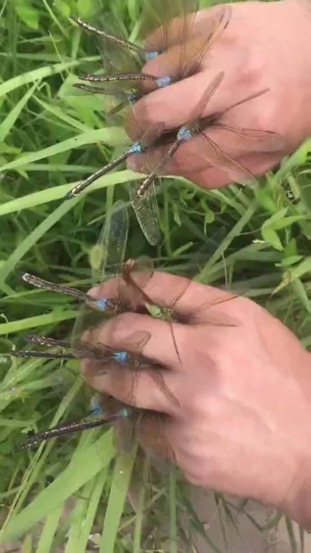 从小就是抓蜻蜓能手