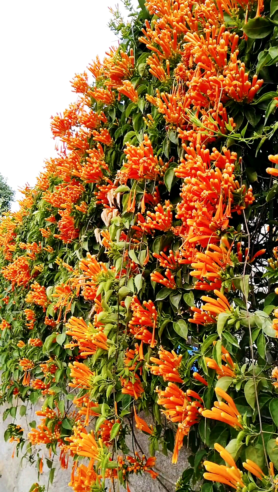 最美的风景#炮仗花开:代表着新的一年,富贵吉祥,好日子红红火火