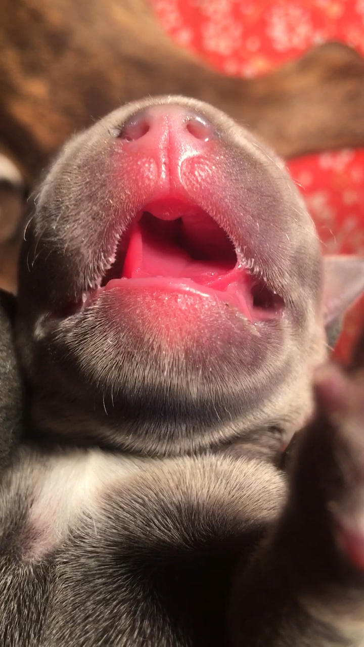 上颚裂的小狗,吸不进奶水,求方法