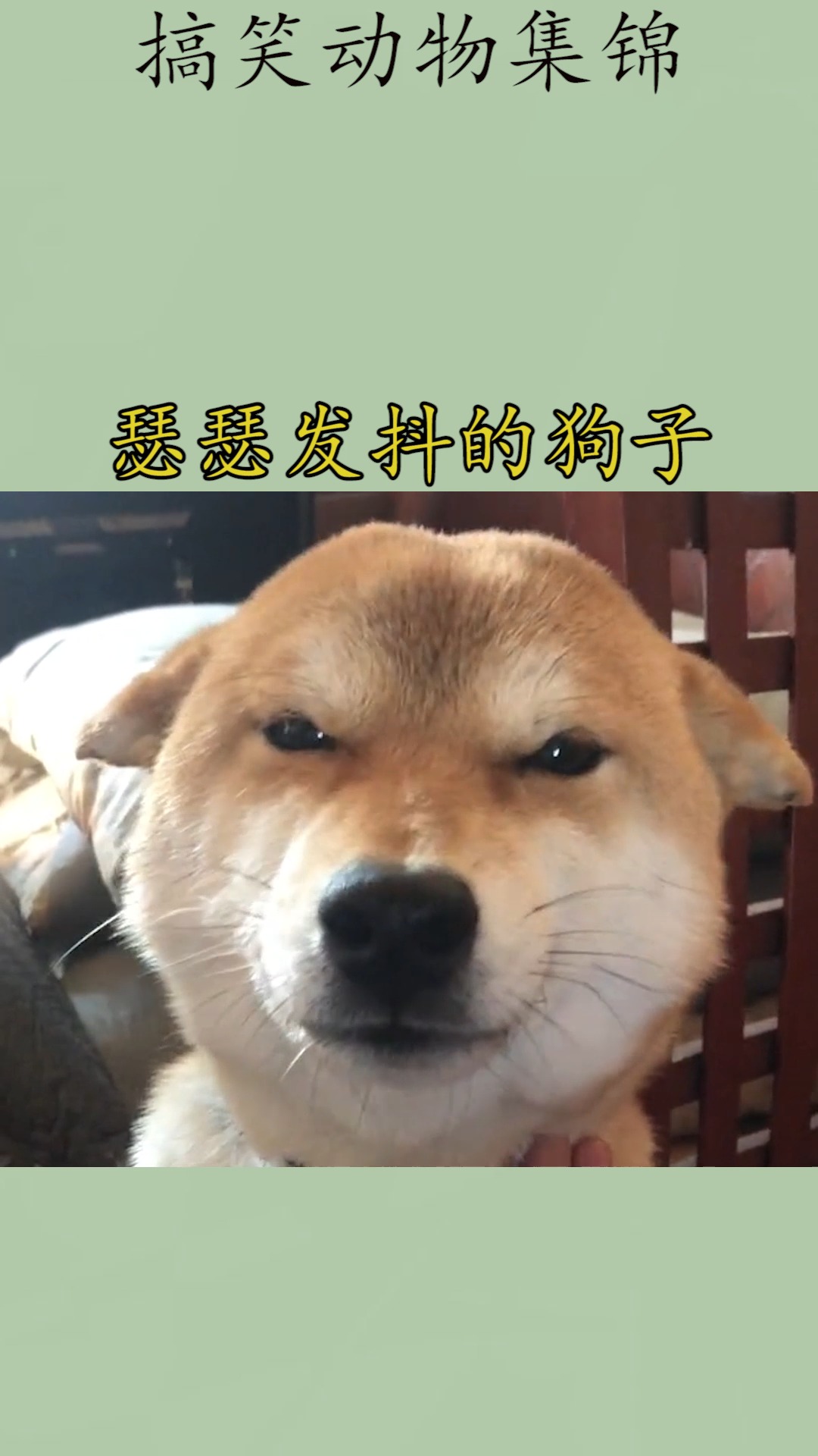 我家萌宠成精了#瑟瑟发抖的狗子