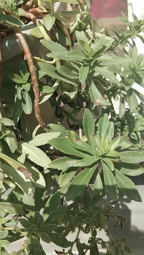 全民小助手 痒痒草蚊子咬了擦擦就不痒了,-度小视