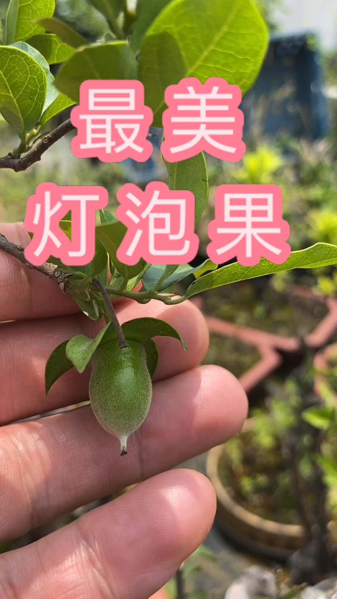 金弹子盆景#最美灯泡果