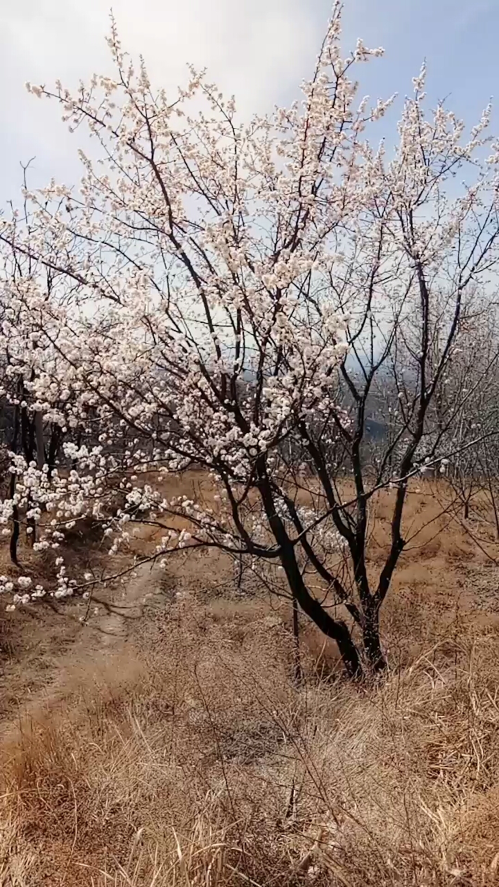 杏树开花了