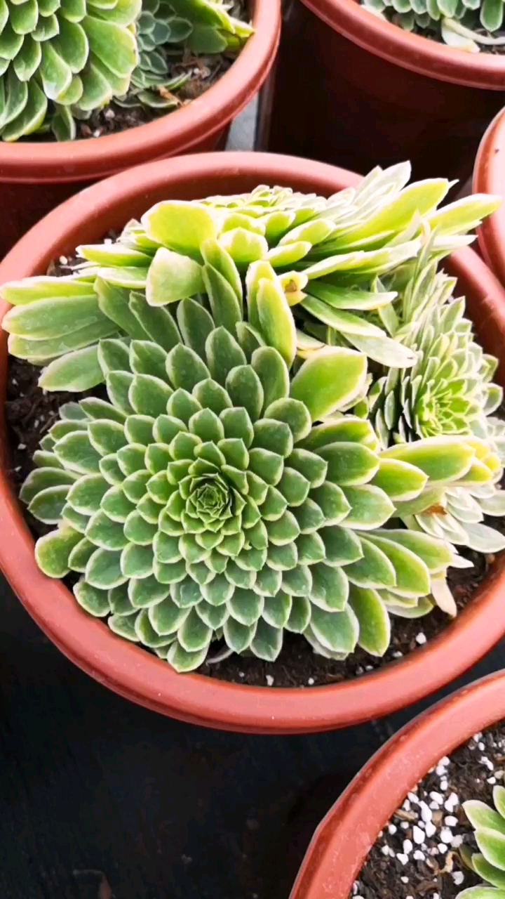 生活小妙招#多肉植物法师翡翠冰