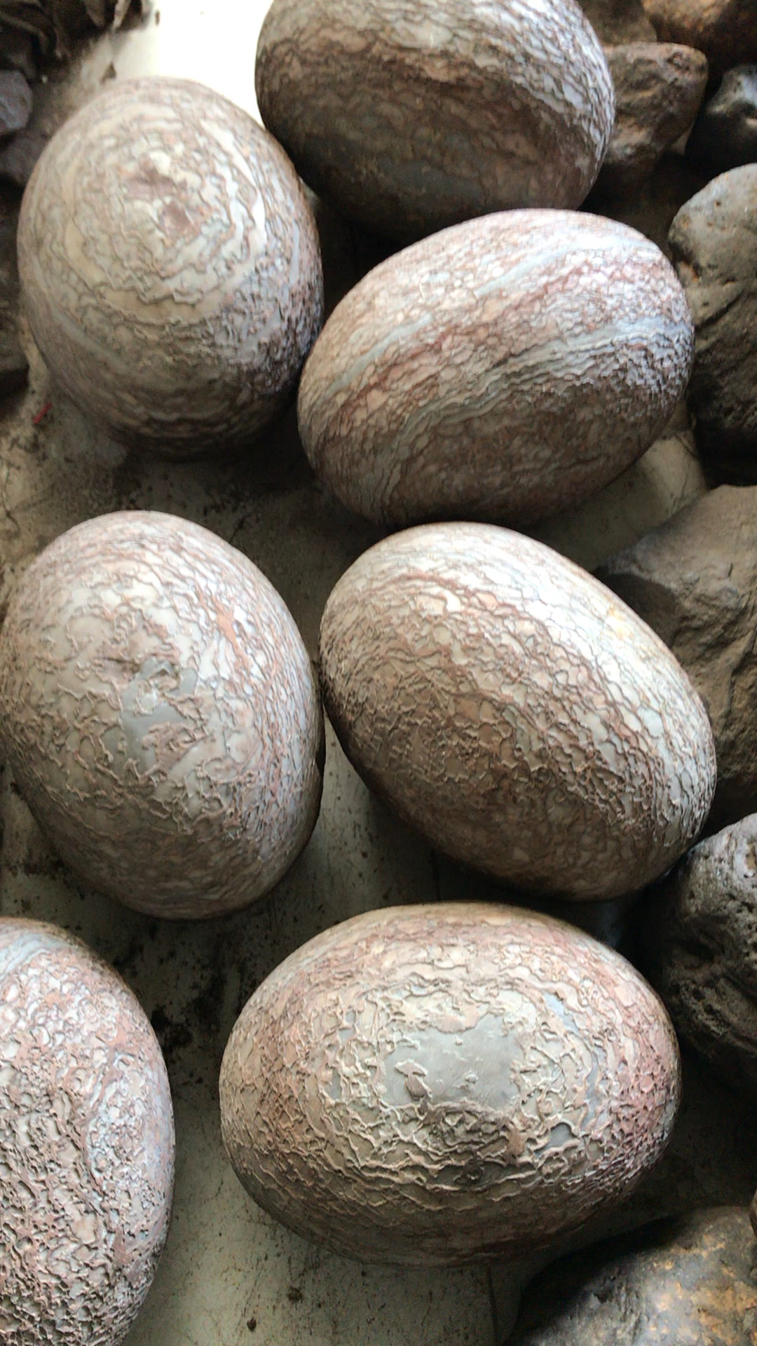 好奇怪的,石头蛋