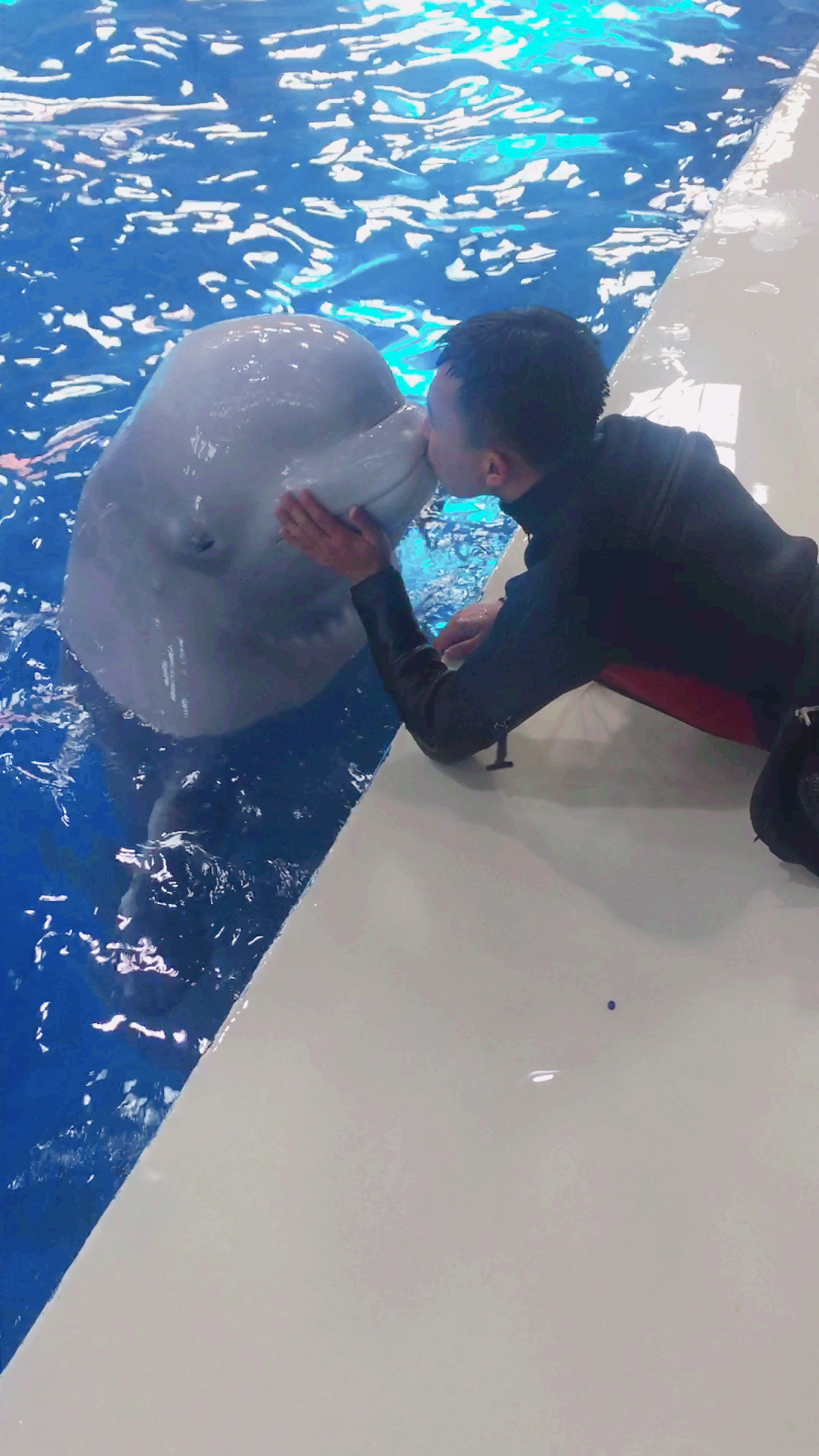 与大白鲸接吻的时候