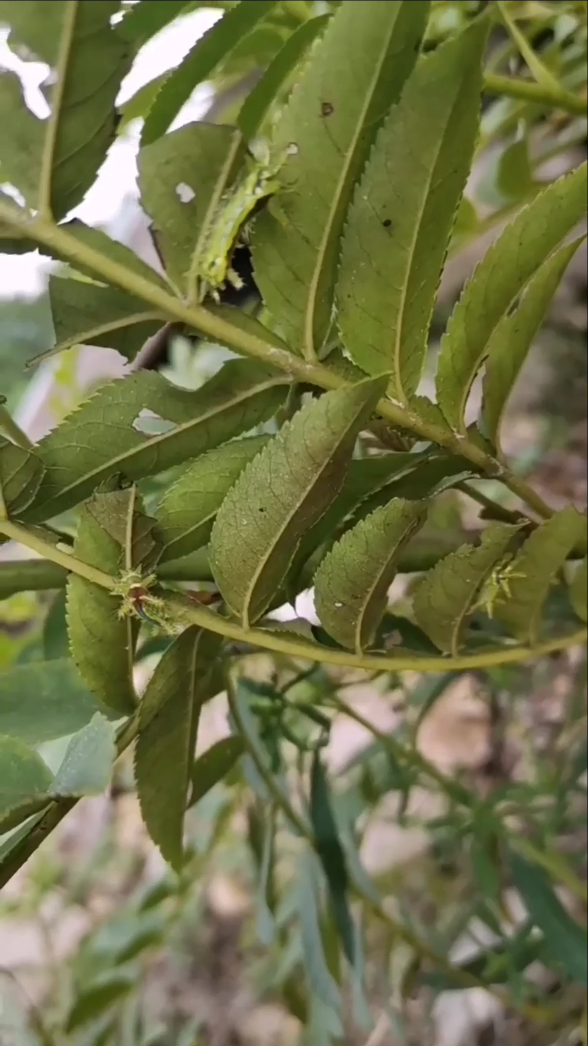 洋辣子封闭养殖产量就是高.-度小视