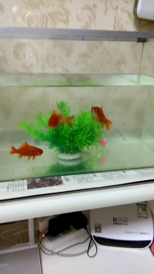 家里的小鱼