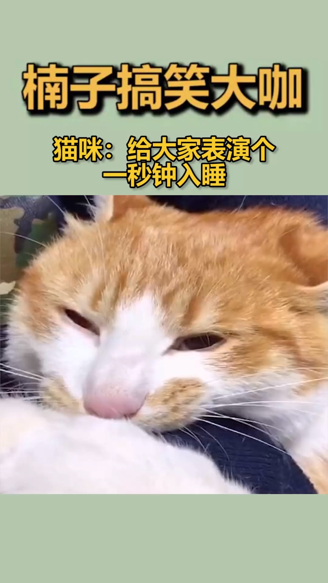 搞笑段子剧#猫咪:给大家表演个一秒钟入睡