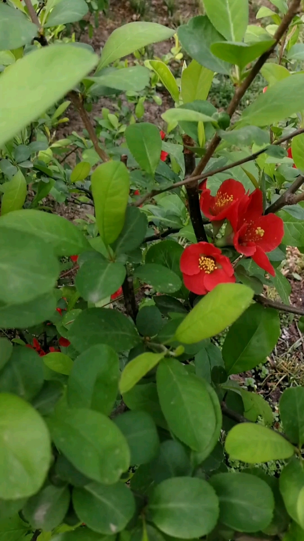 风吹花儿朵朵开
